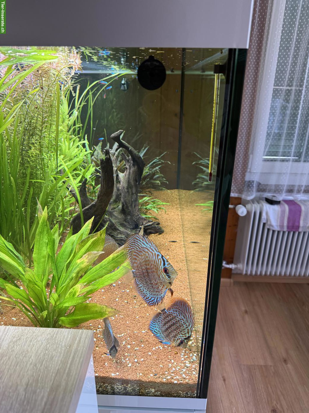 Bild 2: Aquarium Eheim incpiria 430 mit allem Zubehör