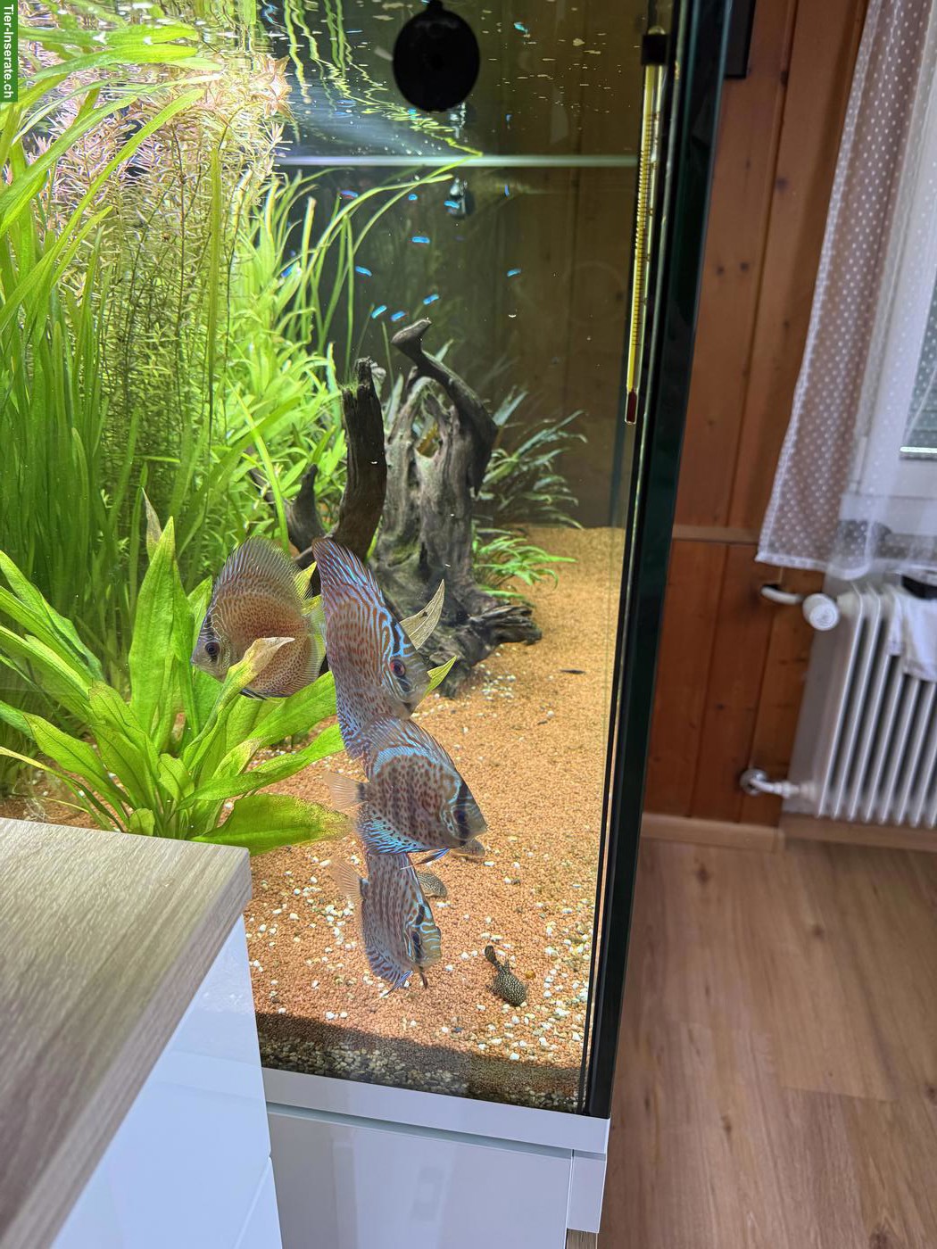 Bild 3: Aquarium Eheim incpiria 430 mit allem Zubehör