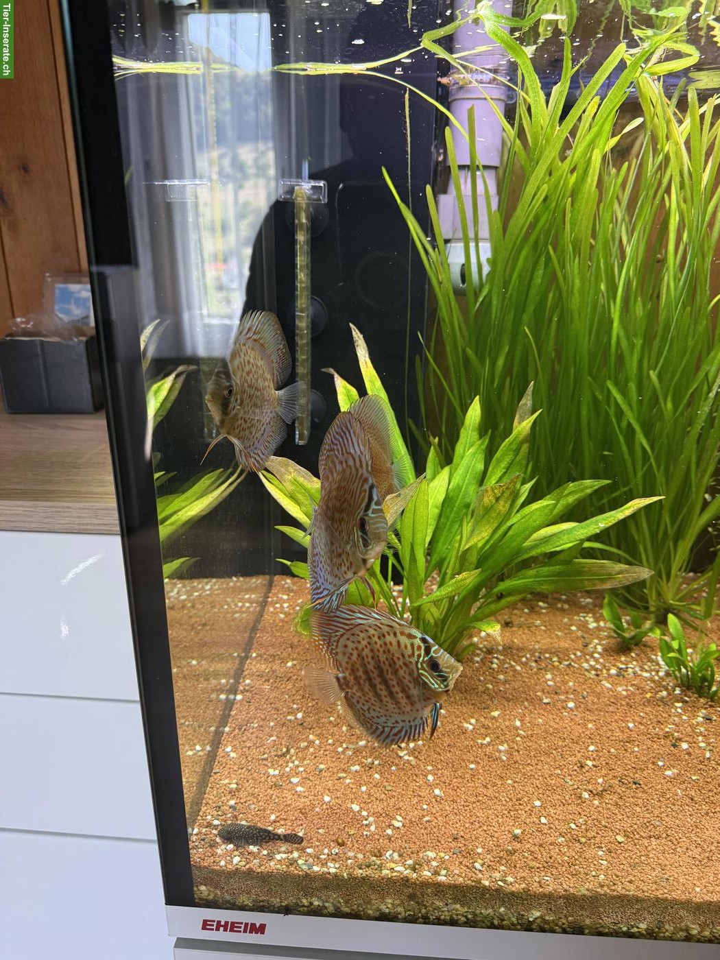 Bild 4: Aquarium Eheim incpiria 430 mit allem Zubehör
