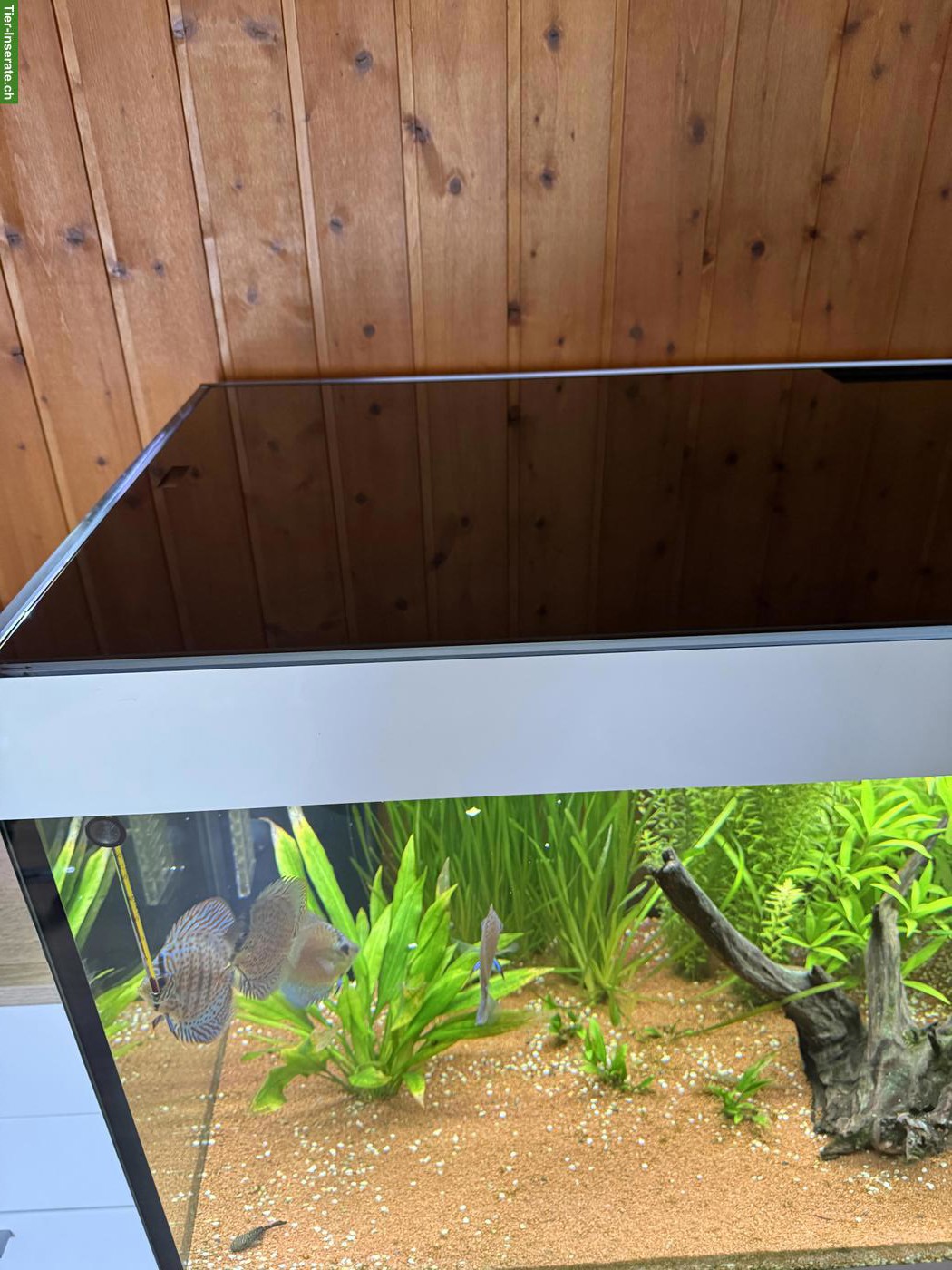 Bild 8: Aquarium Eheim incpiria 430 mit allem Zubehör