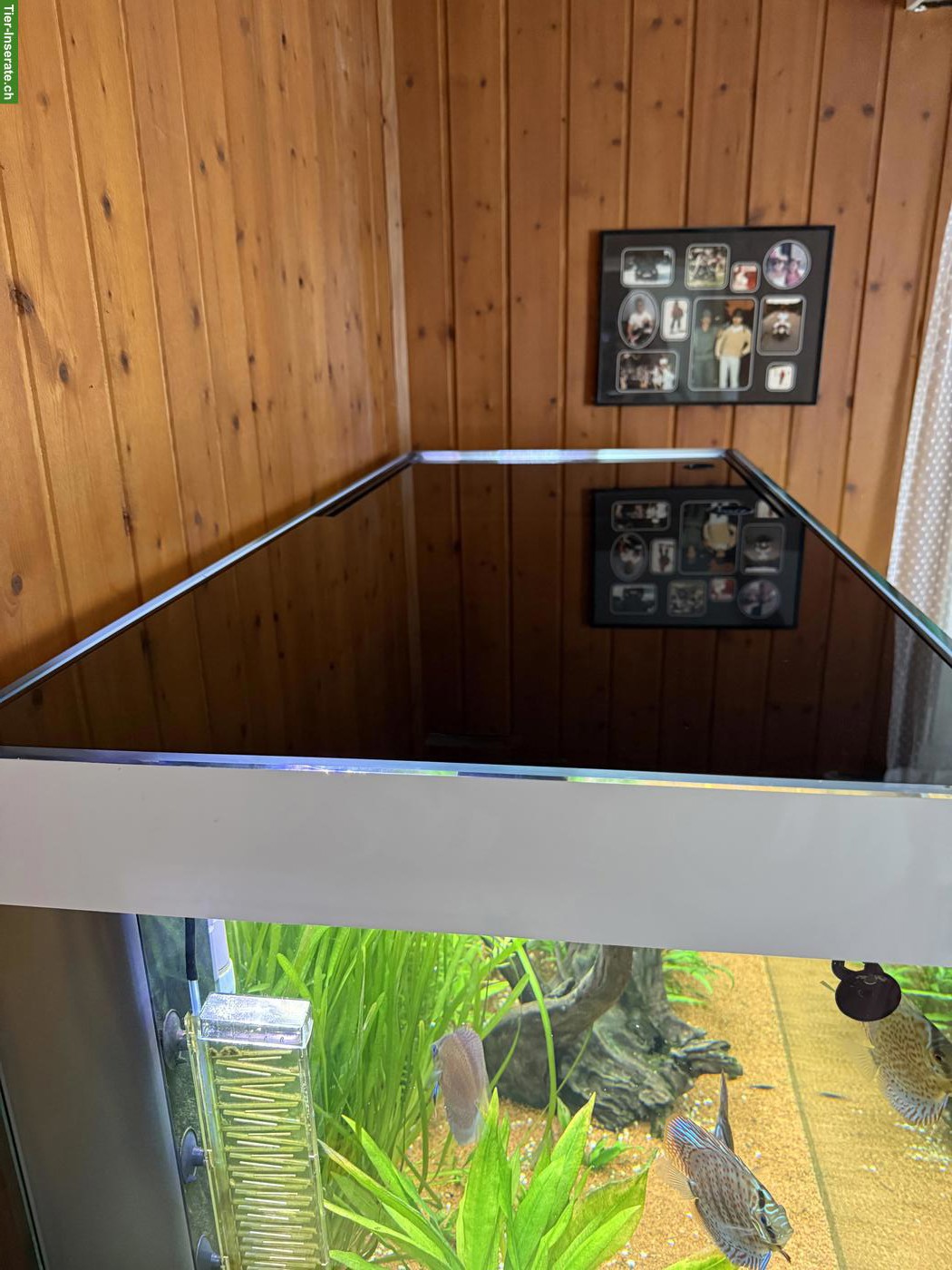 Bild 9: Aquarium Eheim incpiria 430 mit allem Zubehör