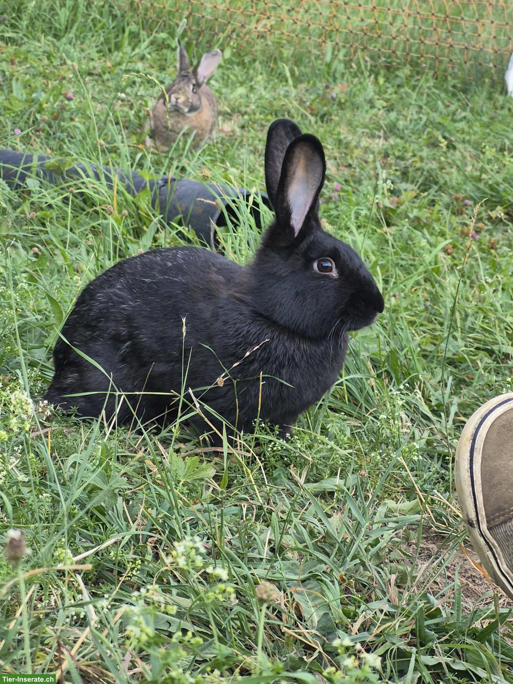 2 Kaninchen zu verkaufen