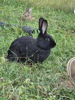 2 Kaninchen zu verkaufen