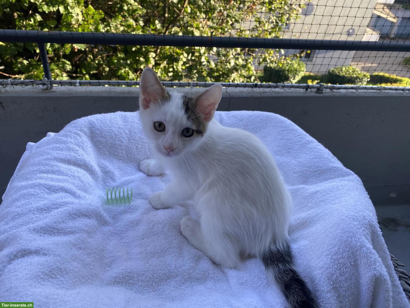 Junges Katerchen, 12 Wochen alt