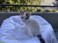 Junges Katerchen, 12 Wochen alt