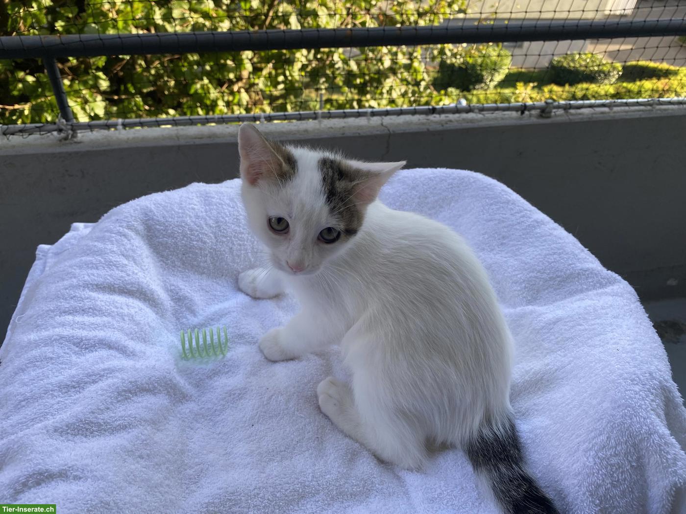 Bild 2: Junges Katerchen, 12 Wochen alt
