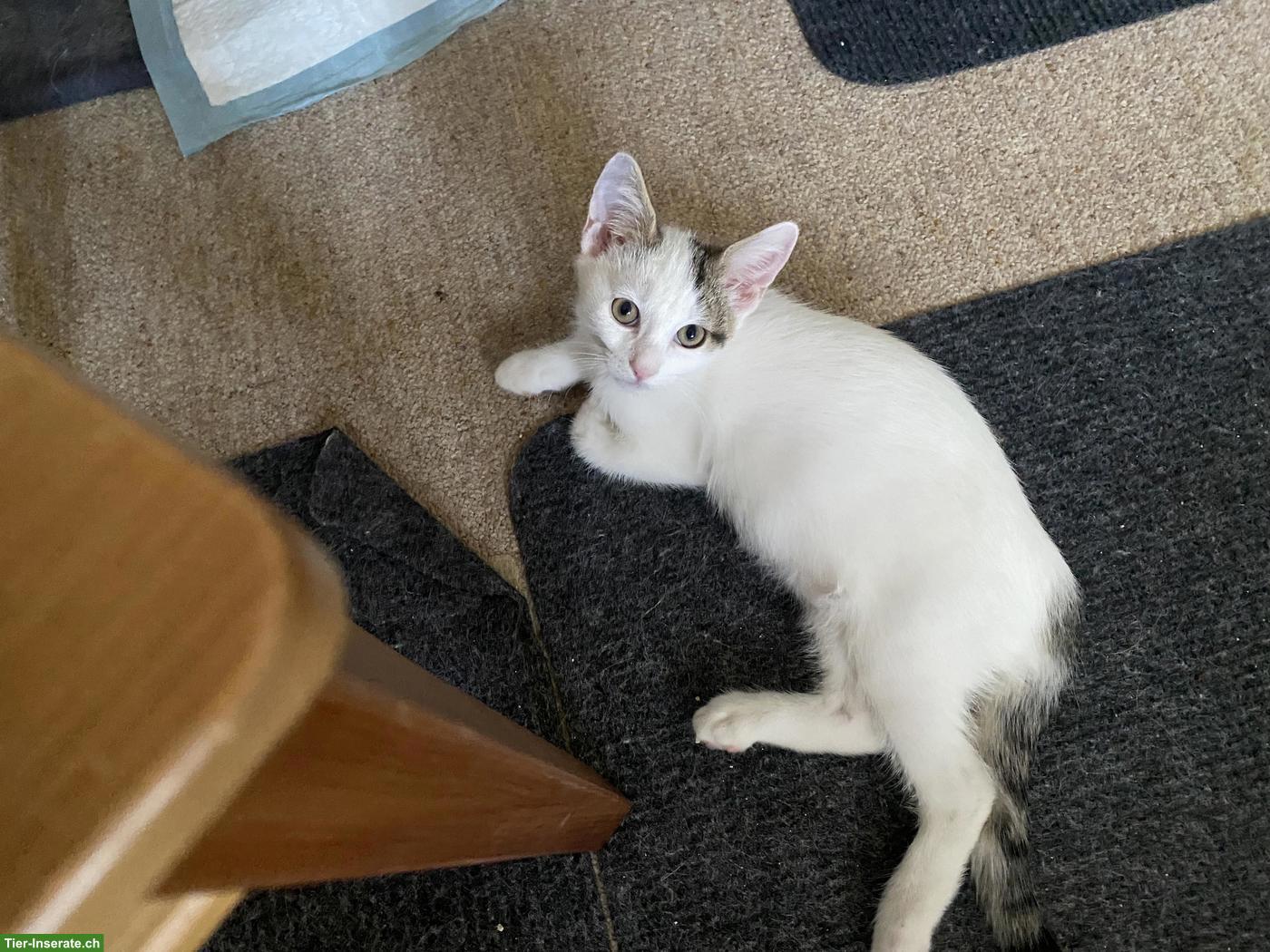 Bild 3: Junges Katerchen, 12 Wochen alt