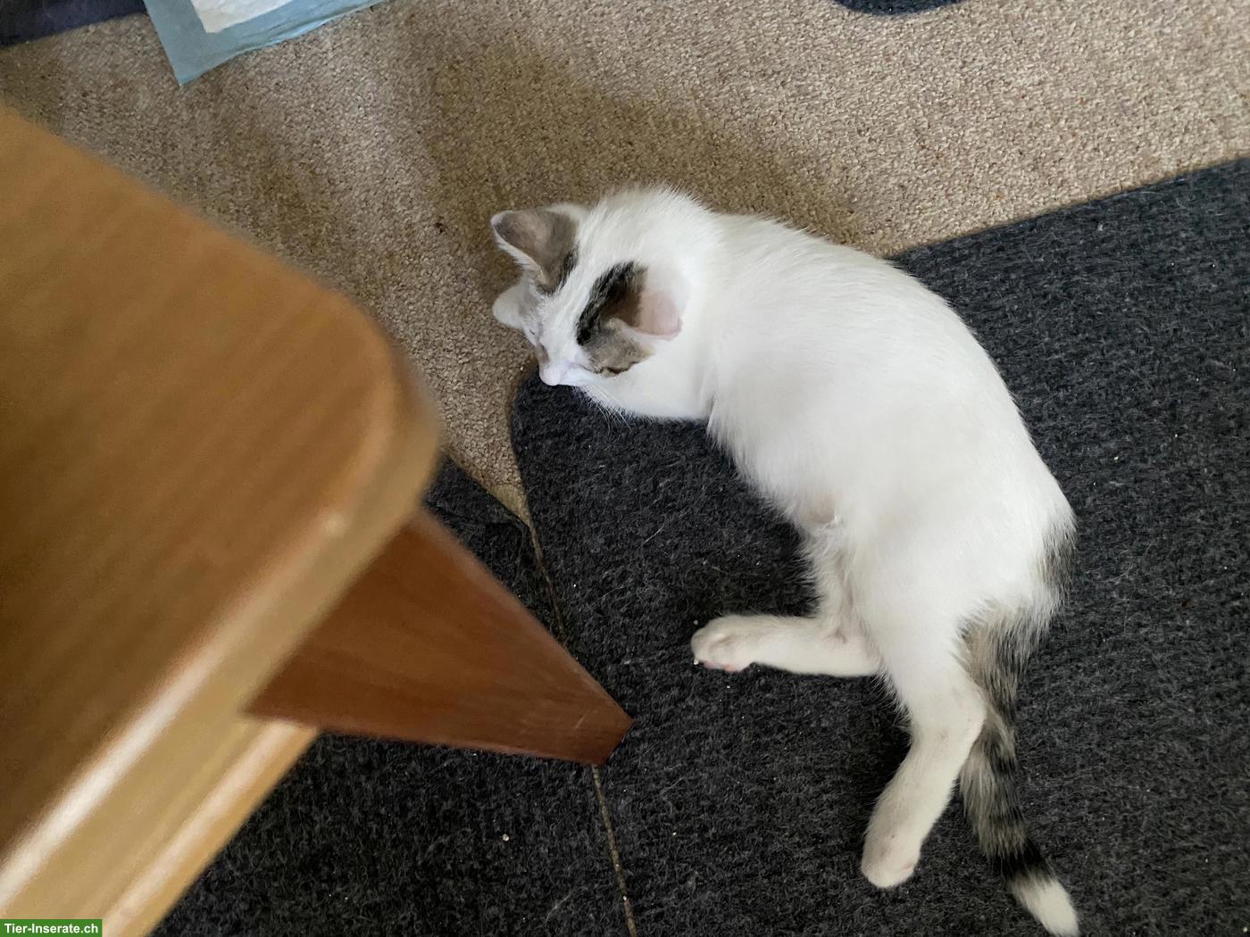 Bild 4: Junges Katerchen, 12 Wochen alt