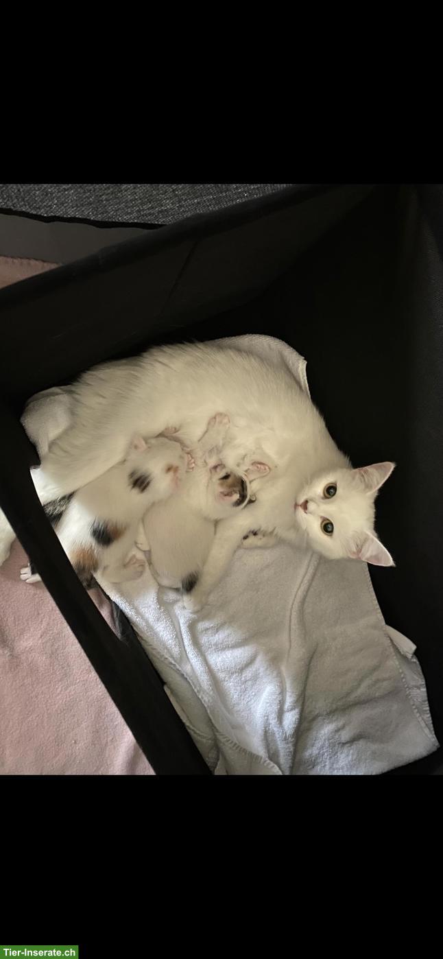 Bild 5: Junges Katerchen, 12 Wochen alt