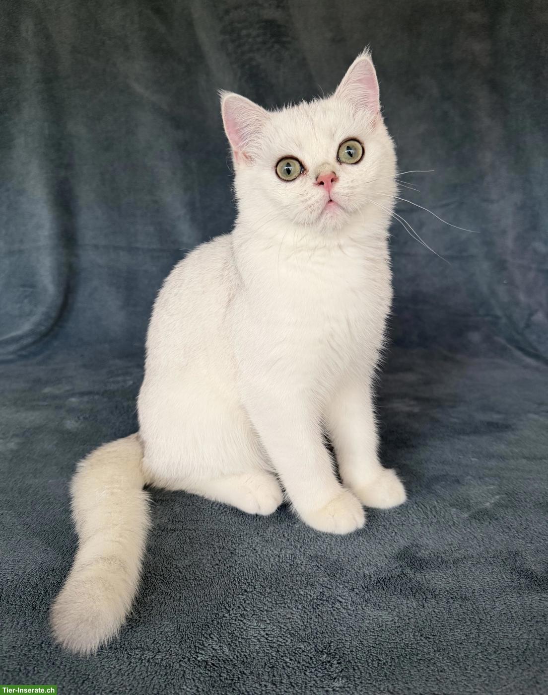 Reinrassiges BKH Kitten, männlich in schwarz-silber