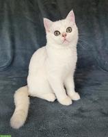 Reinrassiges BKH Kitten, männlich in schwarz-silber