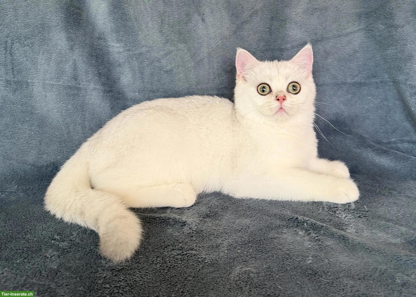 Bild 2: Reinrassiges BKH Kitten, männlich in schwarz-silber