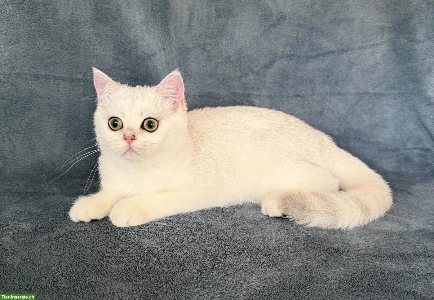 Bild 3: Reinrassiges BKH Kitten, männlich in schwarz-silber