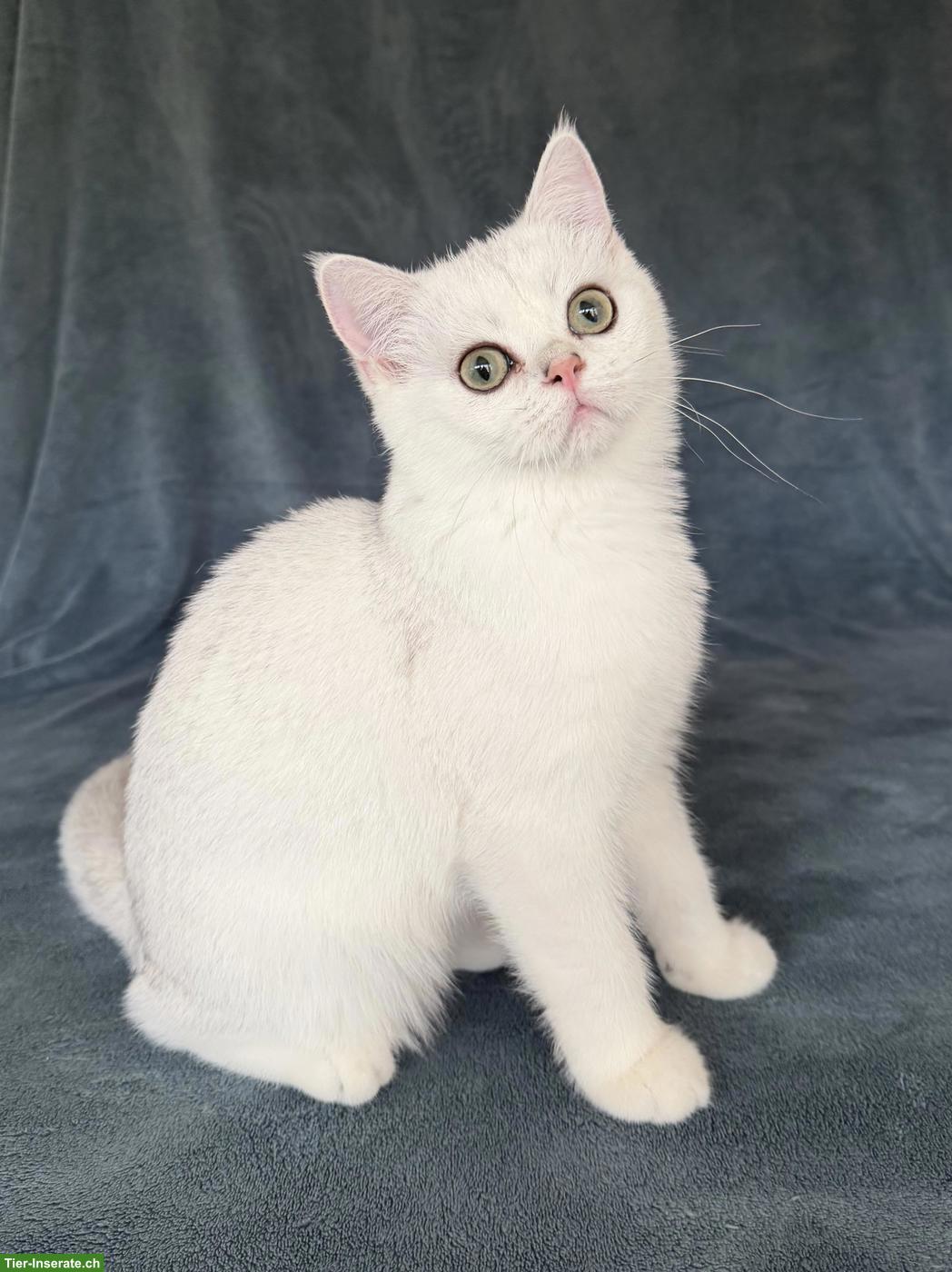 Bild 5: Reinrassiges BKH Kitten, männlich in schwarz-silber