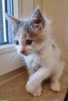 Reinrassige Maine Coon Kitten