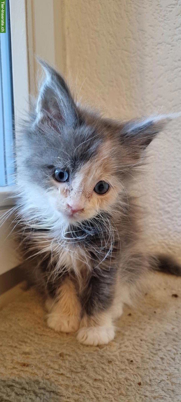 Bild 2: Reinrassige Maine Coon Kitten