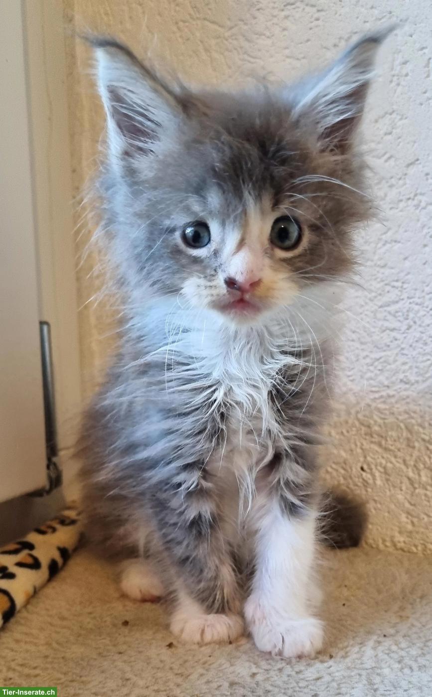 Bild 3: Reinrassige Maine Coon Kitten