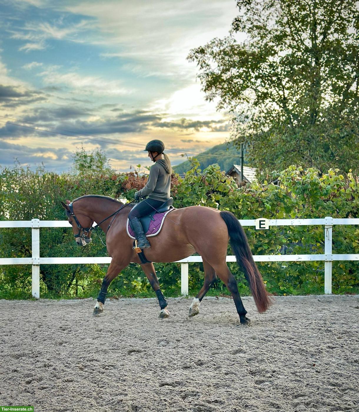 Reitbeteiligung für 9-jährigen Freiberger in Thürnen BL