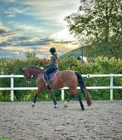 Reitbeteiligung für 9-jährigen Freiberger in Thürnen BL