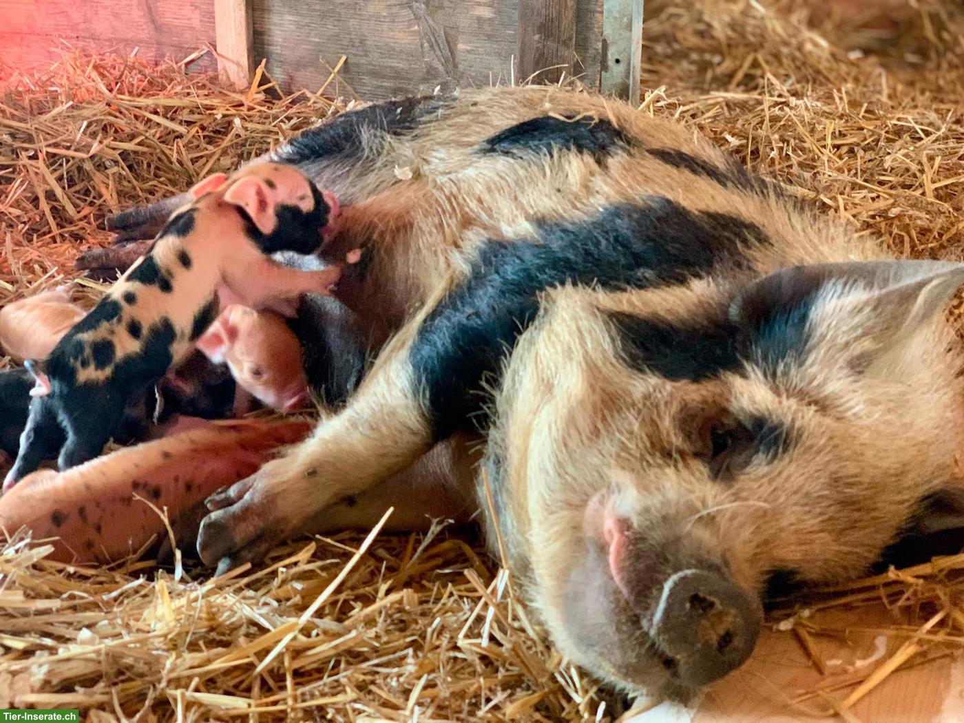 Kune Kune Schweine zu verkaufen