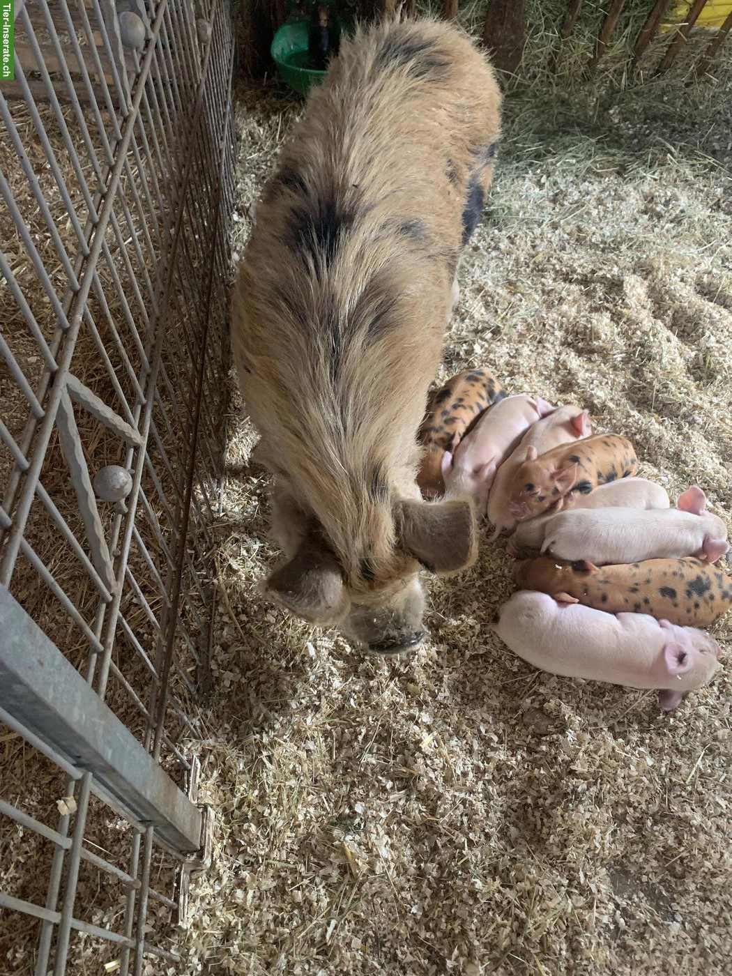 Bild 2: Kune Kune Schweine zu verkaufen