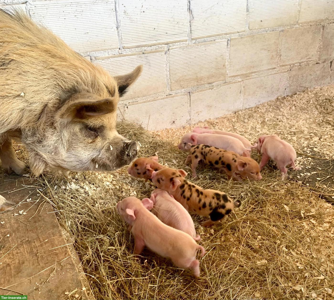 Bild 3: Kune Kune Schweine zu verkaufen