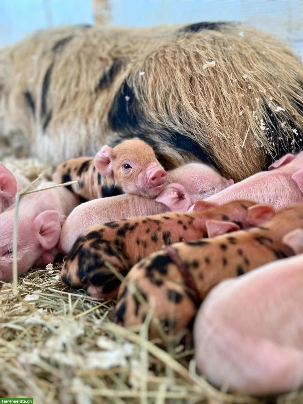Bild 4: Kune Kune Schweine zu verkaufen