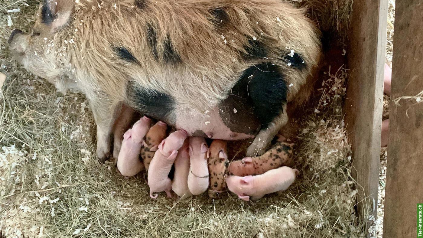 Bild 5: Kune Kune Schweine zu verkaufen