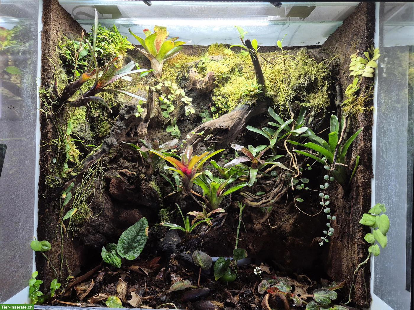 Tropenterrarium inkl. Technik zu verkaufen