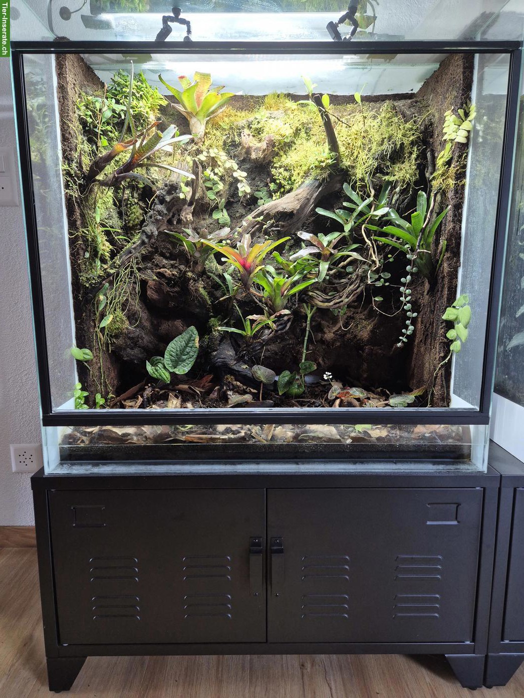 Bild 2: Tropenterrarium inkl. Technik zu verkaufen
