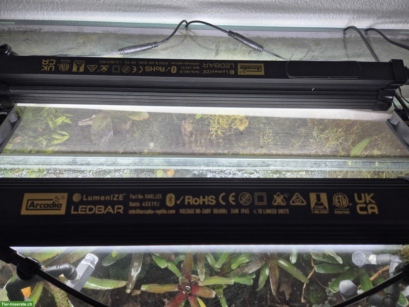 Bild 3: Tropenterrarium inkl. Technik zu verkaufen