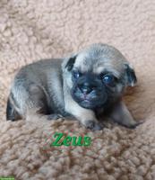 Zauberhafte Retromops Welpen