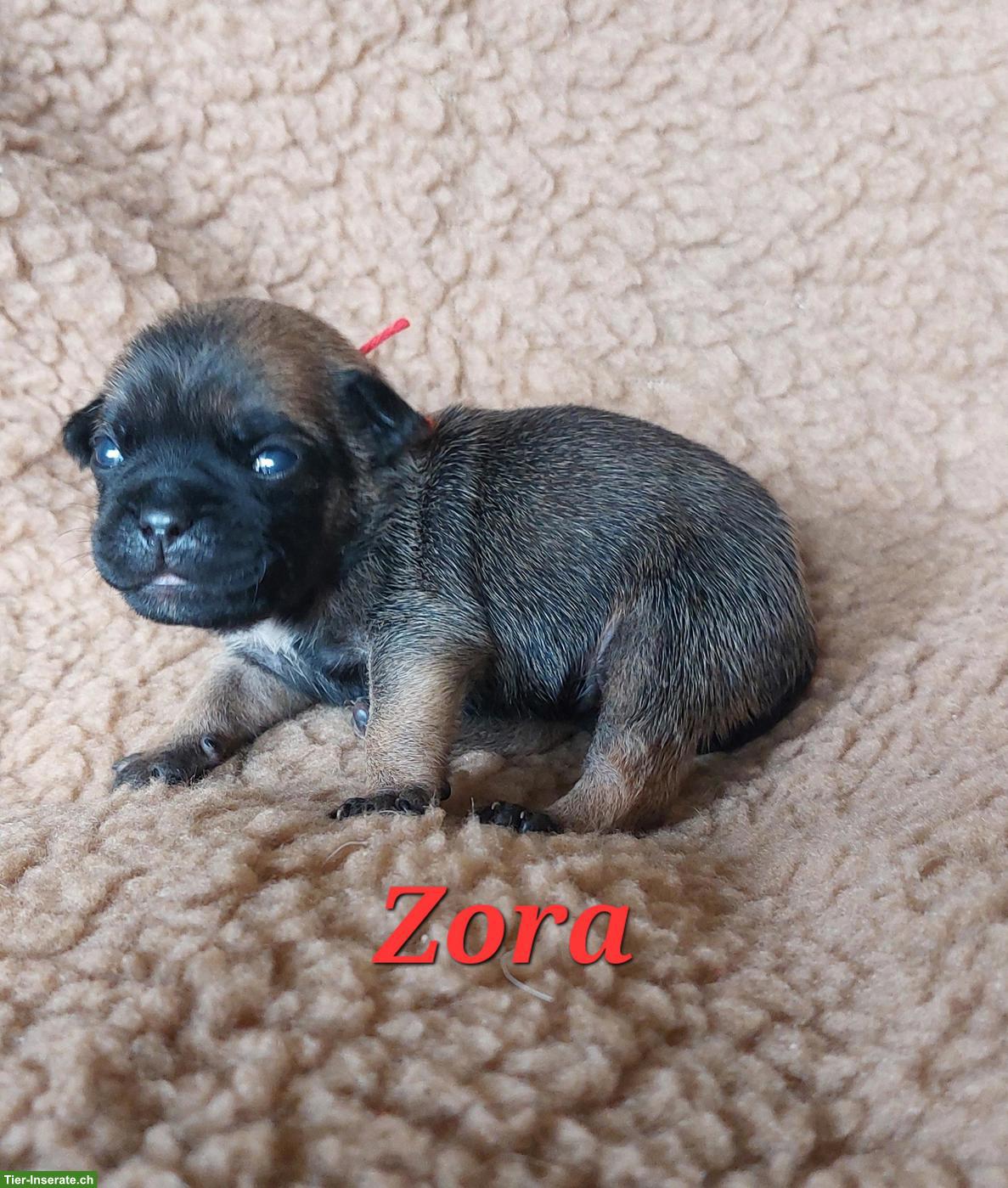 Bild 2: Zauberhafte Retromops Welpen
