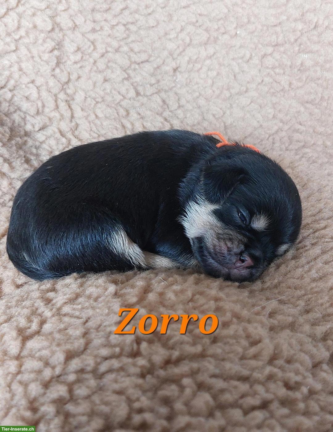 Bild 4: Zauberhafte Retromops Welpen