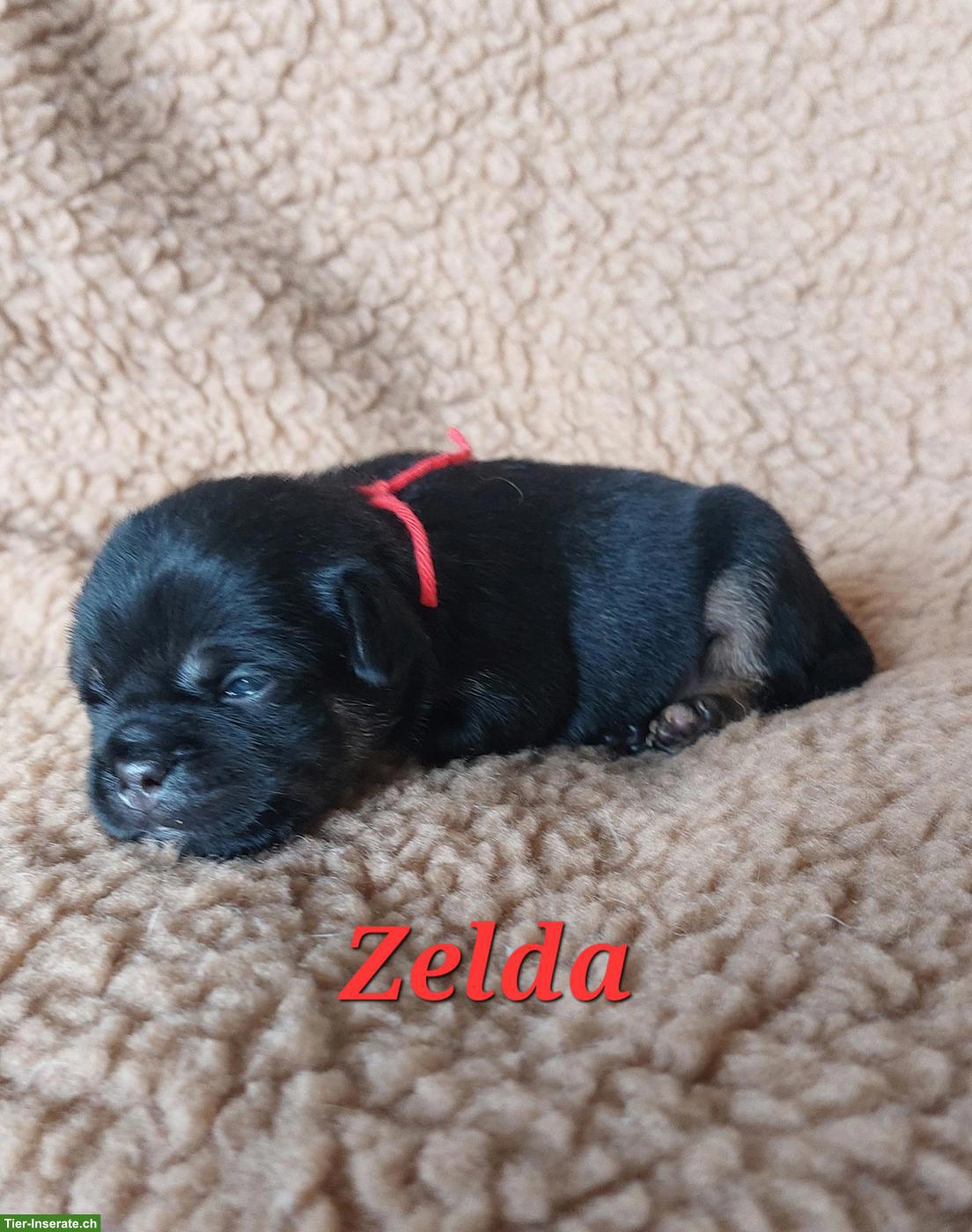 Bild 5: Zauberhafte Retromops Welpen