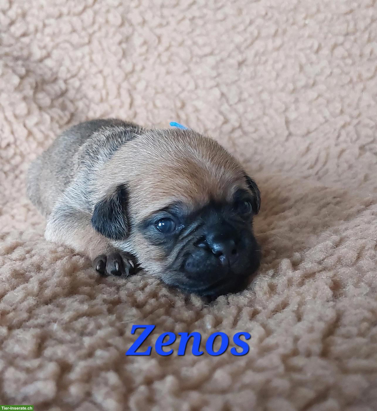 Bild 6: Zauberhafte Retromops Welpen