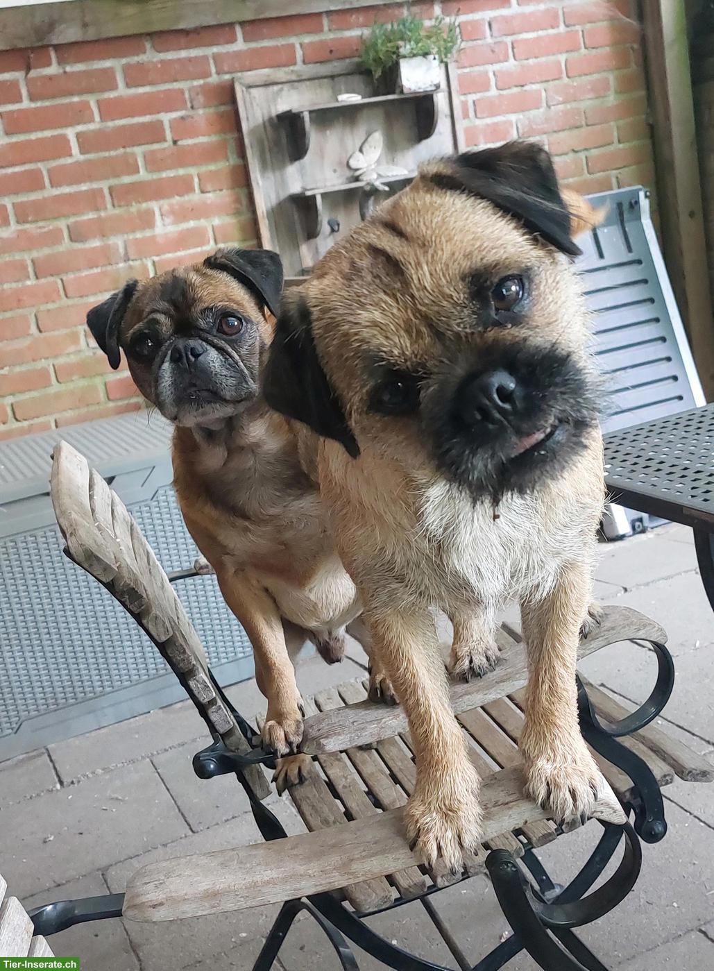 Bild 9: Zauberhafte Retromops Welpen