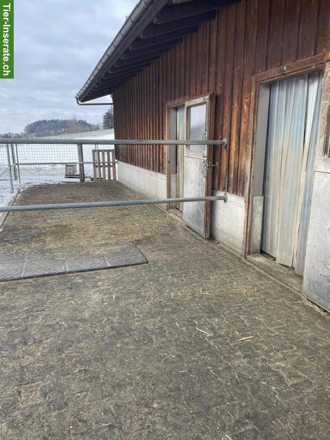 Bild 2: Grosse, helle Auslaufbox in 8626 Ottikon zu vermieten