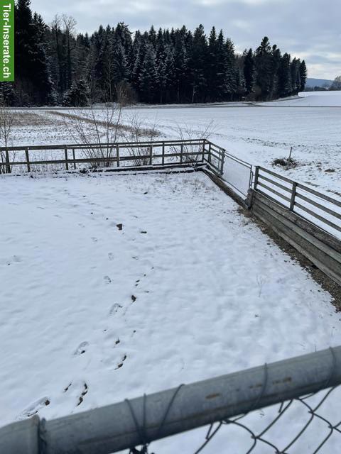 Bild 4: Grosse, helle Auslaufbox in 8626 Ottikon zu vermieten