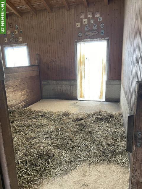 Bild 5: Grosse, helle Auslaufbox in 8626 Ottikon zu vermieten