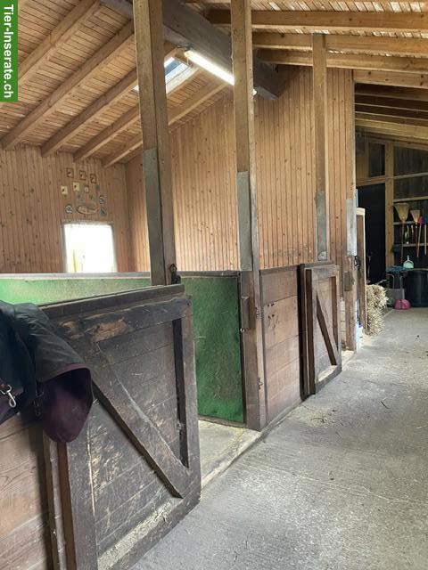 Bild 6: Grosse, helle Auslaufbox in 8626 Ottikon zu vermieten