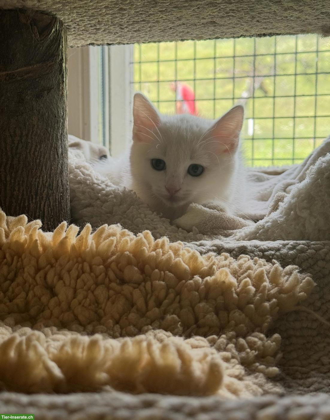 Bild 2: Schildpatt-Katze Maple und ihre 3 Kitten suchen ihr Glück 💛