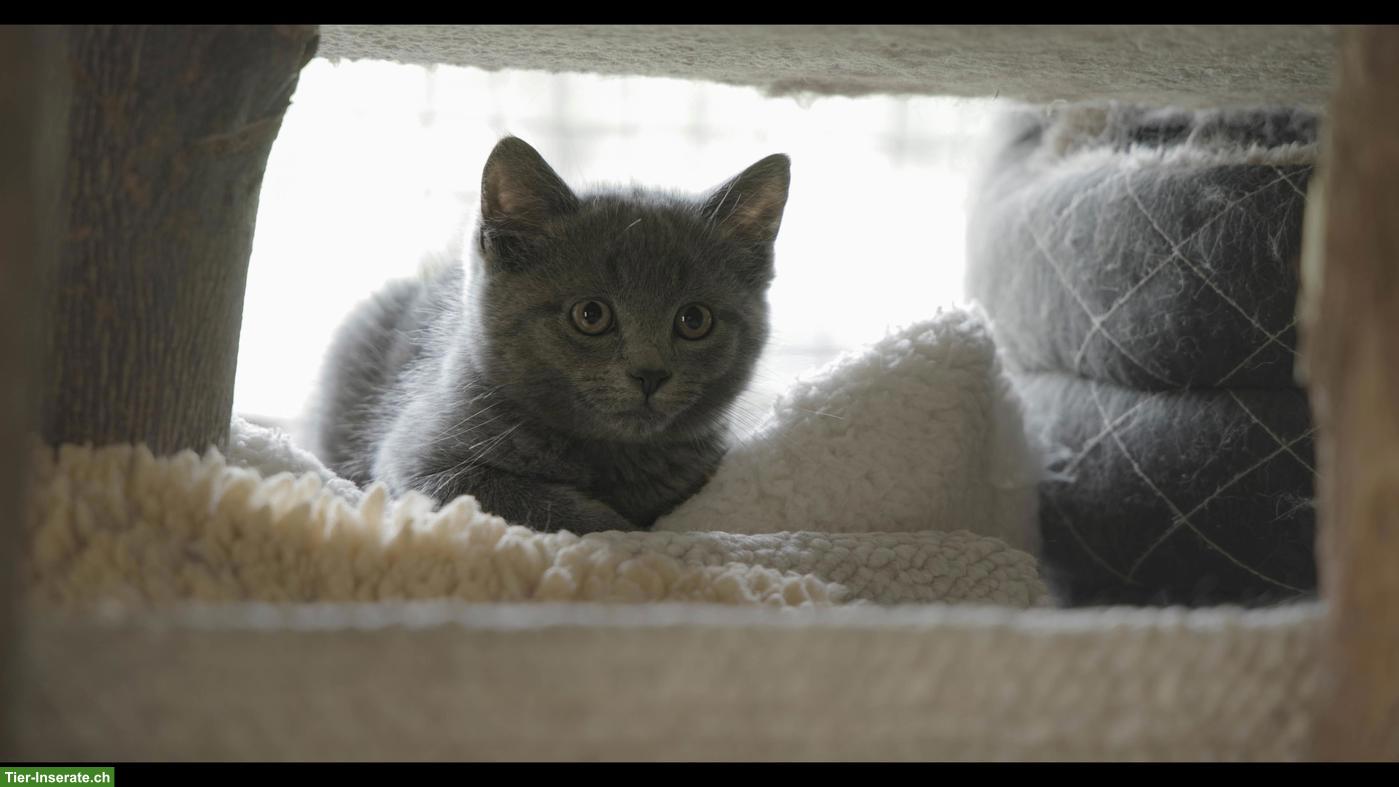 Bild 3: Schildpatt-Katze Maple und ihre 3 Kitten suchen ihr Glück 💛