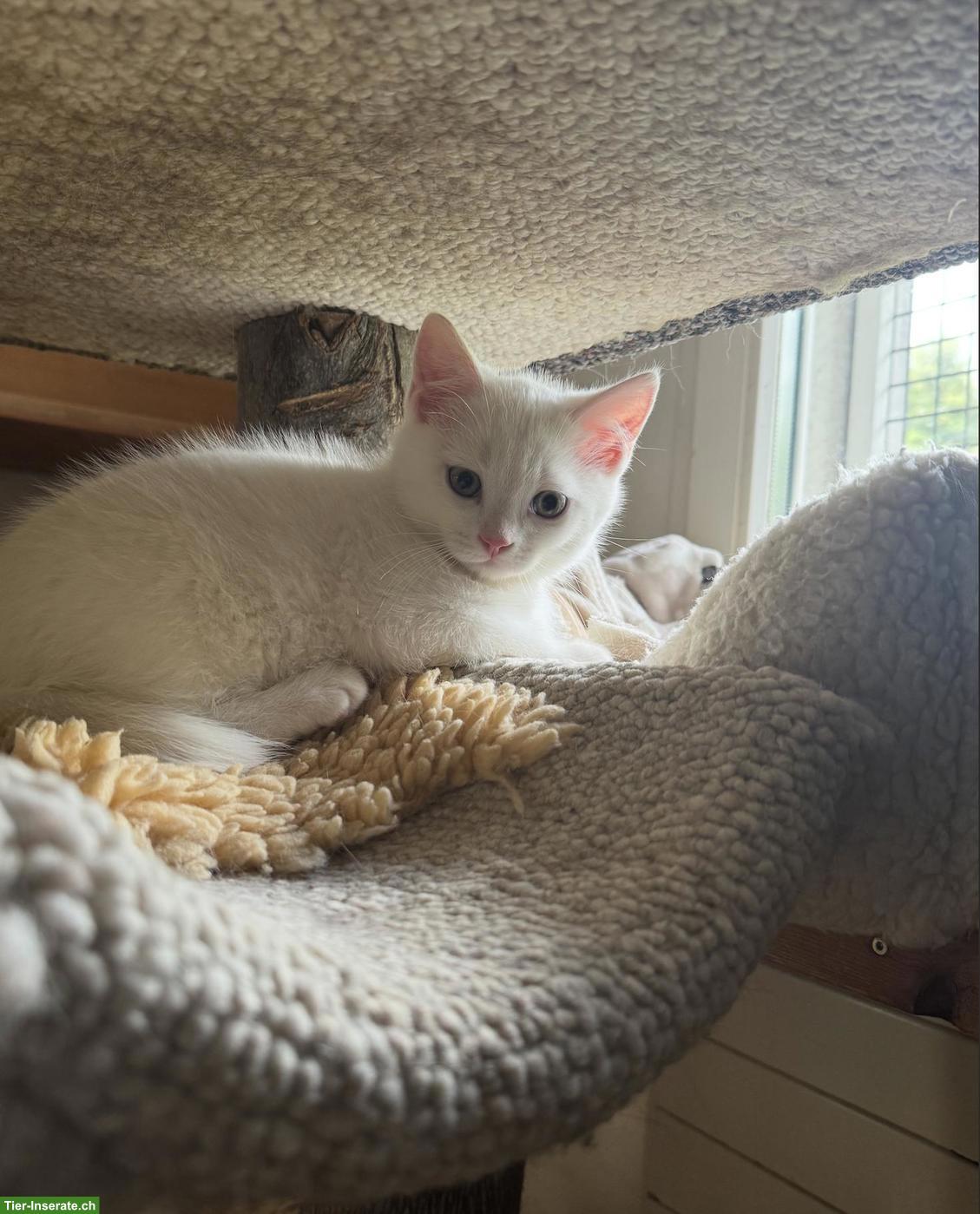 Bild 4: Schildpatt-Katze Maple und ihre 3 Kitten suchen ihr Glück 💛