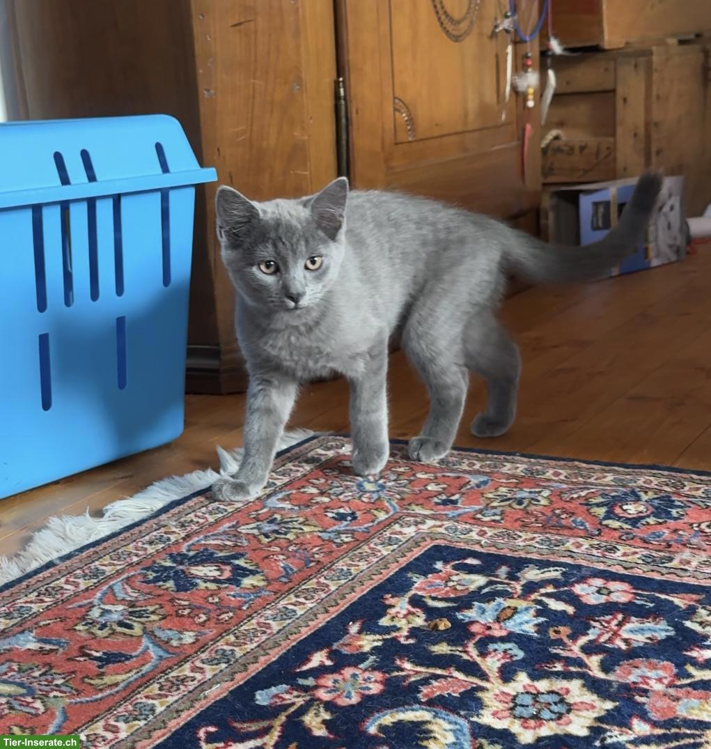 Bild 6: Schildpatt-Katze Maple und ihre 3 Kitten suchen ihr Glück 💛