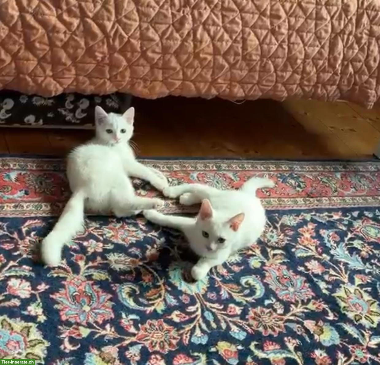 Bild 7: Schildpatt-Katze Maple und ihre 3 Kitten suchen ihr Glück 💛