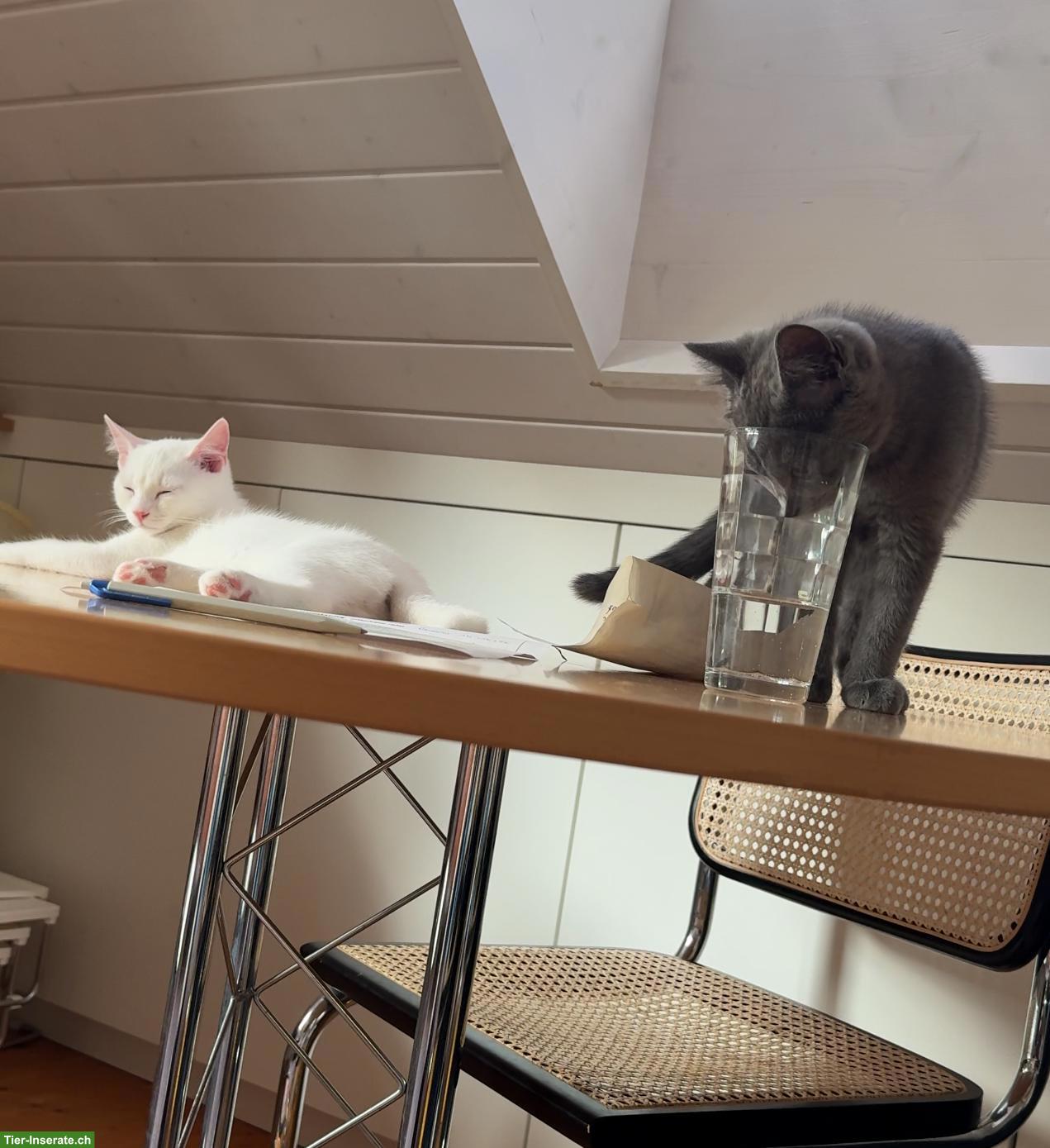 Bild 8: Schildpatt-Katze Maple und ihre 3 Kitten suchen ihr Glück 💛
