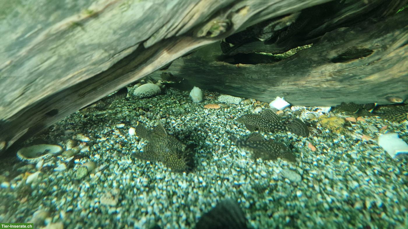 Antennenwelse (Ancistrus dolichopterus)