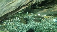 Antennenwelse (Ancistrus dolichopterus)