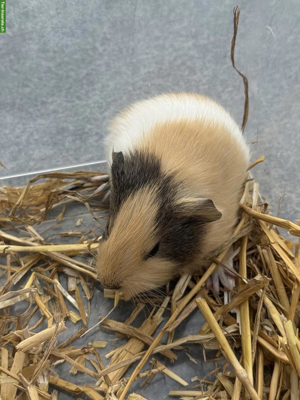 Junge Meerschweinchen, männlich